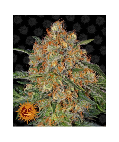 Semillas Orange Sherbert feminizadas de Barney's Farm