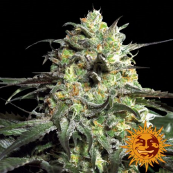 Semillas Peyote Cookies feminizadas de Barney's Farm