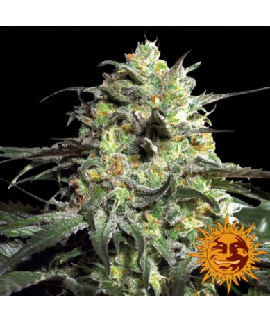 Semillas Peyote Cookies feminizadas de Barney's Farm