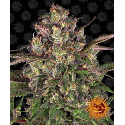 Semillas Peyote Critical feminizadas de Barney's Farm