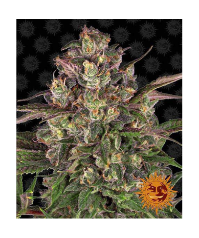 Semillas Peyote Critical feminizadas de Barney's Farm