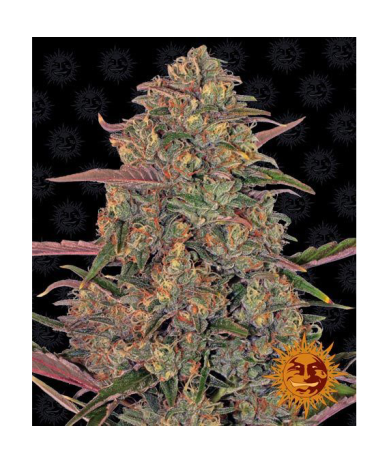 Semillas Pineapple Chunk feminizadas de Barney's Farm