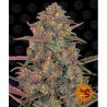 Semillas Pineapple Chunk feminizadas de Barney's Farm