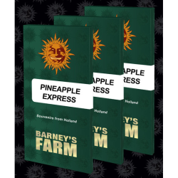 Semillas Pineapple Express feminizadas de Barney's Farm