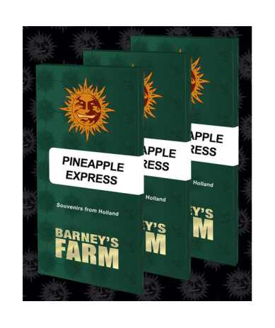 Semillas Pineapple Express feminizadas de Barney's Farm