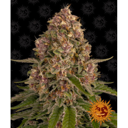 Semillas Pink Kush feminizadas de Barney's Farm