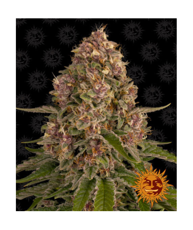 Semillas Pink Kush feminizadas de Barney's Farm