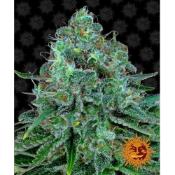 Semillas Critical Kush feminizadas de Barney's Farm