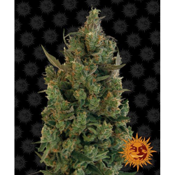 Semillas Blue Cheese feminizadas de Barney's Farm