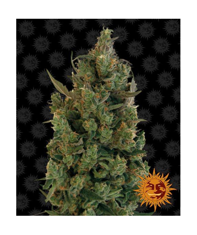 Semillas Blue Cheese feminizadas de Barney's Farm
