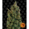 Semillas Blue Cheese feminizadas de Barney's Farm