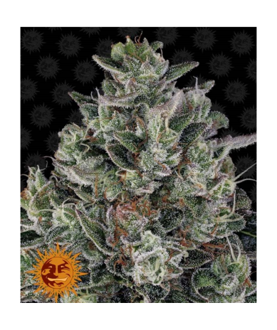 Semillas Glookies feminizadas de Barney's Farm