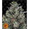 Semillas Glookies feminizadas de Barney's Farm
