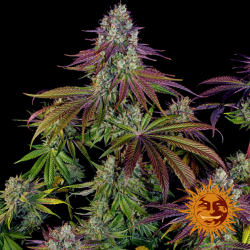 Semillas Mimosa Evo feminizadas de Barney's Farm