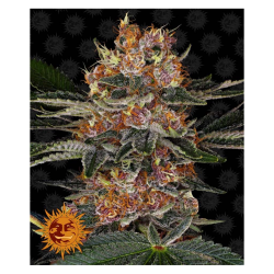 Semillas Purple Punch feminizadas de Barney's Farm