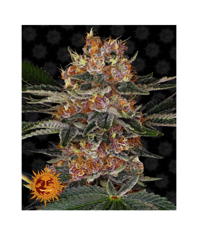 Semillas Purple Punch feminizadas de Barney's Farm