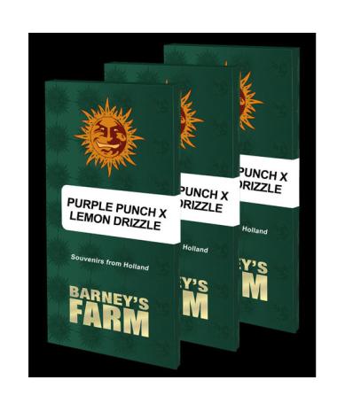 Semillas Purple Punch x Lemon Drizzle feminizadas de Barney's Farm