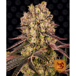 Semillas Runtz Muffin feminizadas de Barney's Farm