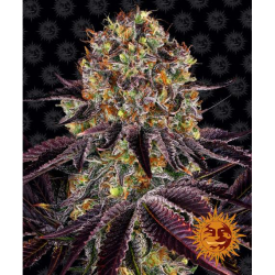Semillas Runtz x Layer Cake feminizadas de Barney's Farm