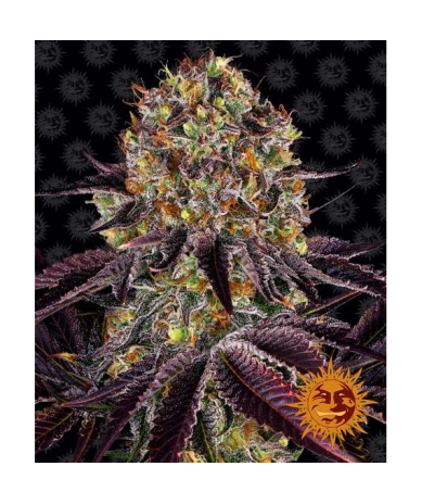Semillas Runtz x Layer Cake feminizadas de Barney's Farm