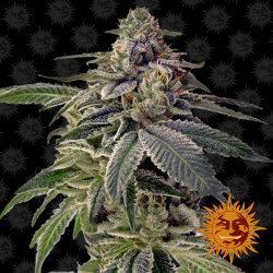 Semillas Shiskaberry feminizadas de Barney's Farm