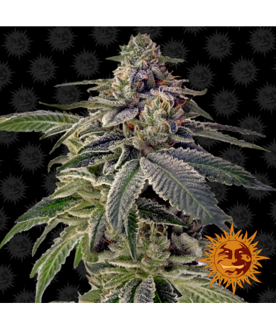 Semillas Shiskaberry feminizadas de Barney's Farm