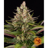 Semillas Sour Strawberry feminizadas de Barney's Farm