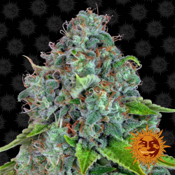 Semillas Strawberry Lemonade feminizadas de Barney's Farm