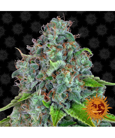 Semillas Strawberry Lemonade feminizadas de Barney's Farm