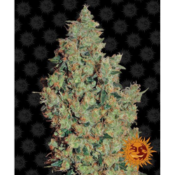 Semillas Tangerine Dream feminizadas de Barney's Farm
