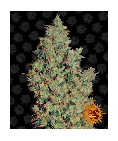 Semillas Tangerine Dream feminizadas de Barney's Farm