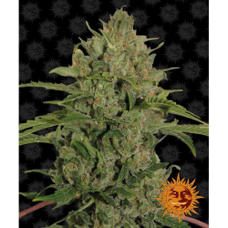 Semillas Triple Cheese feminizadas de Barney's Farm