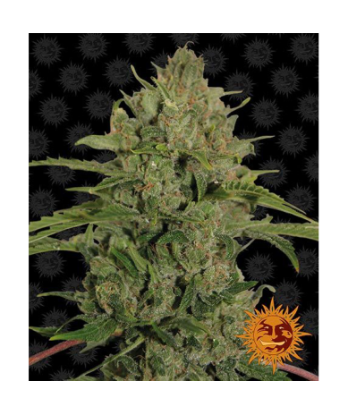 Semillas Triple Cheese feminizadas de Barney's Farm