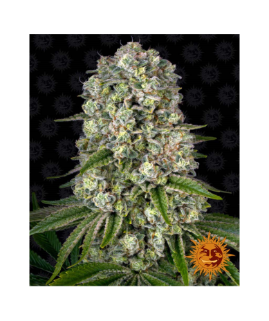 Semillas Tropicanna Banana feminizadas de Barney's Farm