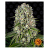 Semillas Tropicanna Banana feminizadas de Barney's Farm
