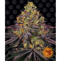 Semillas Watermelon Zkittlez feminizadas de Barney's Farm