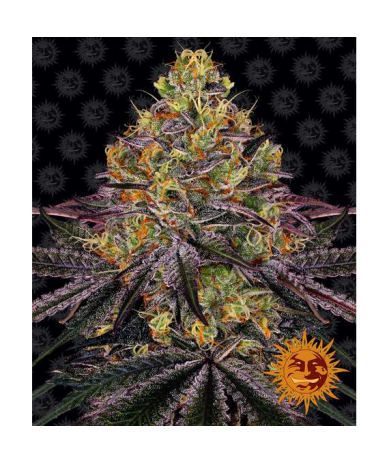 Semillas Watermelon Zkittlez feminizadas de Barney's Farm