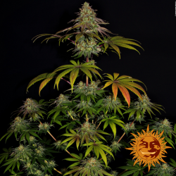 Semillas Wedding Cake feminizadas de Barney's Farm