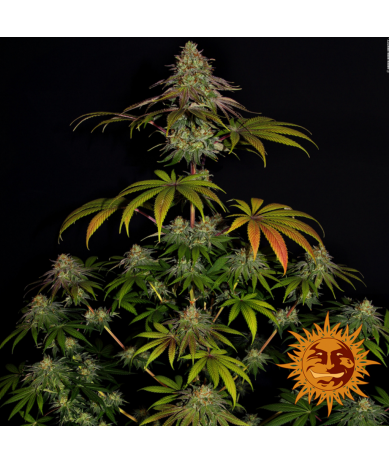 Semillas Wedding Cake feminizadas de Barney's Farm