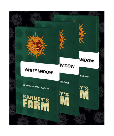 Semillas White Widow feminizadas de Barney's Farm