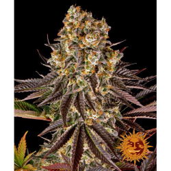 Semillas Gelato Nº45 feminizadas de Barney's Farm