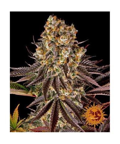 Semillas Gelato Nº45 feminizadas de Barney's Farm