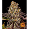 Semillas Gelato Nº45 feminizadas de Barney's Farm