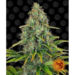 Semillas Blueberry Cheese Auto autoflorecientes de Barney's Farm