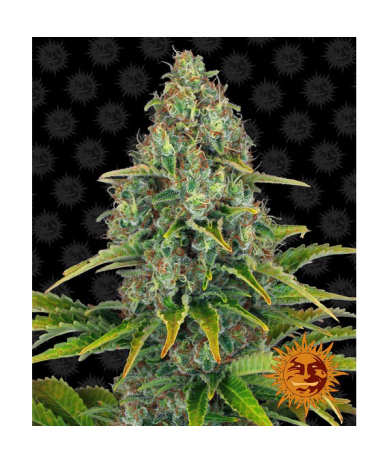 Semillas Blueberry Cheese Auto autoflorecientes de Barney's Farm