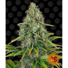 Semillas Blueberry Cheese Auto autoflorecientes de Barney's Farm