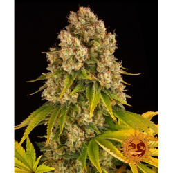 Semillas Cheese Auto autoflorecientes de Barney's Farm