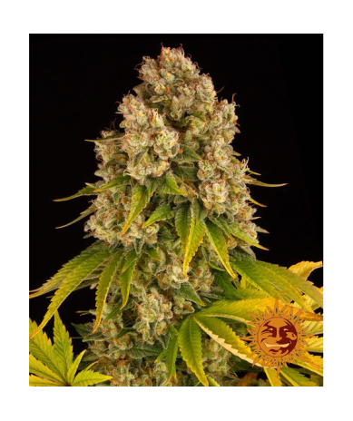 Semillas Cheese Auto autoflorecientes de Barney's Farm
