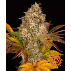 Semillas Cookies Kush Auto autoflorecientes de Barney's Farm