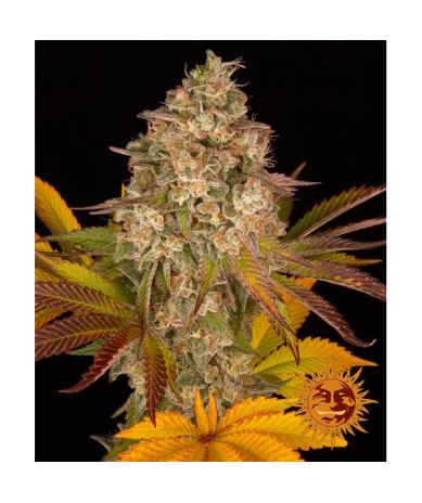 Semillas Cookies Kush Auto autoflorecientes de Barney's Farm